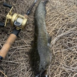 数年ぶりの淡水魚