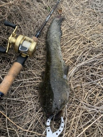 数年ぶりの淡水魚