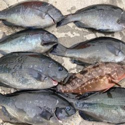 アサリで紀州釣り