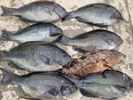 アサリで紀州釣り