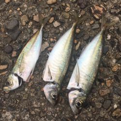 遠征アジング 二日目