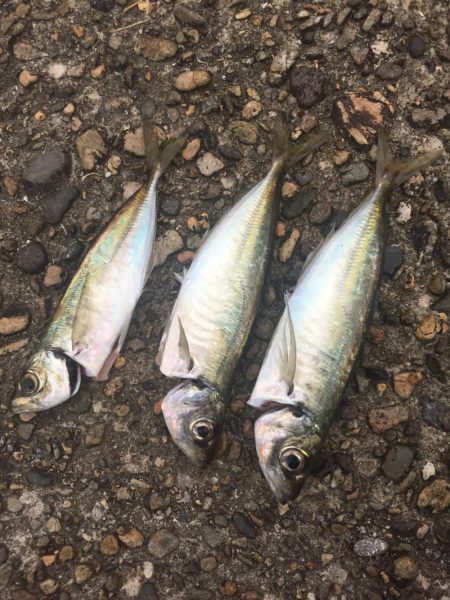 遠征アジング 二日目