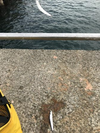 ひさあのイワシさん