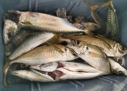 泉州丸さんでドカン