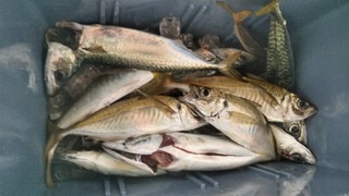 泉州丸さんでドカン