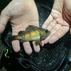 メバルが釣れだしたと聞いて。