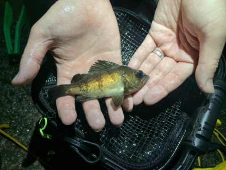 メバルが釣れだしたと聞いて。