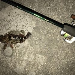 ガシラ  25cm‼︎