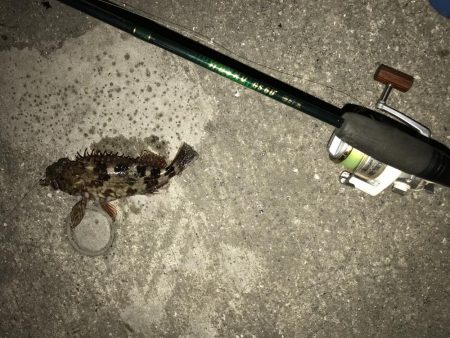 ガシラ  25cm‼︎