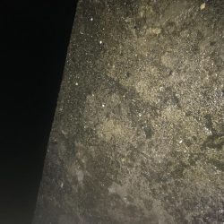 夜サビキで良型アジGET