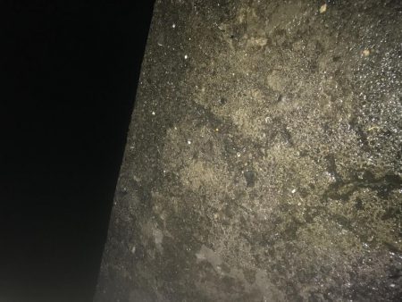 夜サビキで良型アジGET