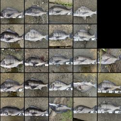 イチノ兄弟、釣果!