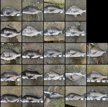 イチノ兄弟、釣果!