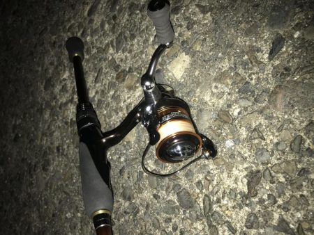 ダイソーワームでメバル &ガシラ