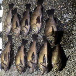 爆釣梅雨メバリング