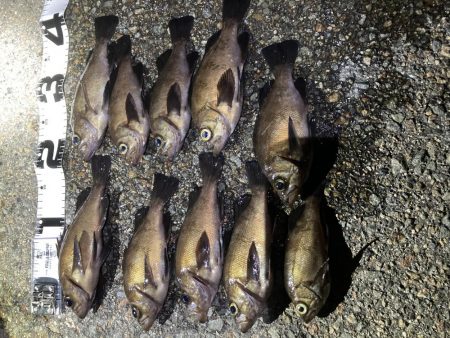 爆釣梅雨メバリング