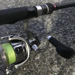 ダイソーワームでガシラGET