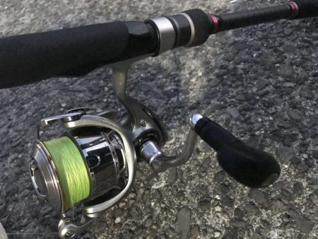 ダイソーワームでガシラGET