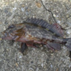 アイナメ大きいのいたぞ！