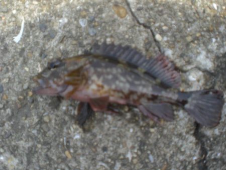 アイナメ大きいのいたぞ！