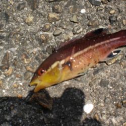 アイナメ求めて