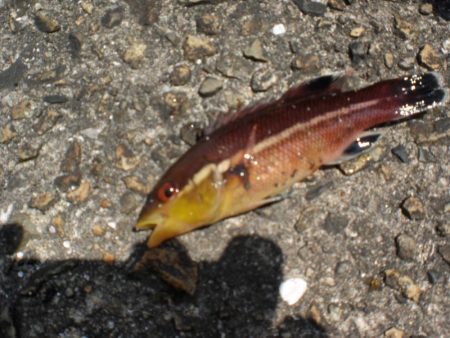 アイナメ求めて