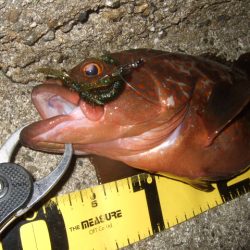 ロックフィッシュ調査