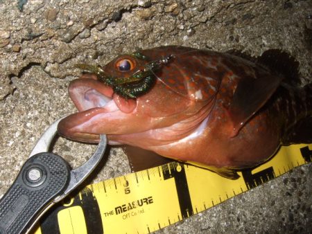 ロックフィッシュ調査