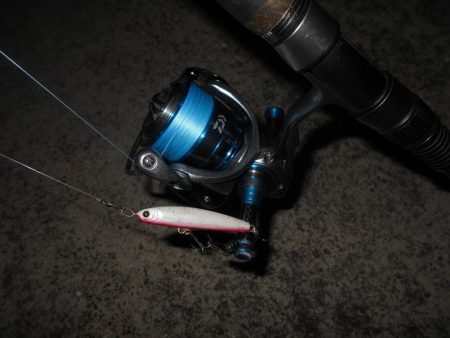 再びバチパターン調査