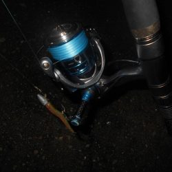 雨後のバチパターン調査