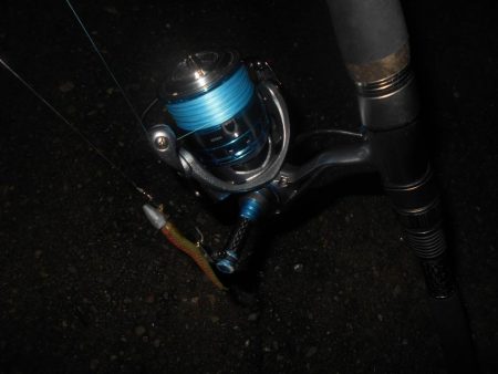 雨後のバチパターン調査