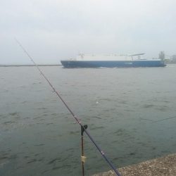 15時から播磨新島のキス調査