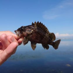 久しぶりの穴釣