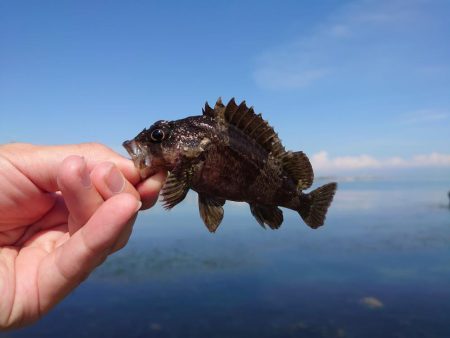 久しぶりの穴釣