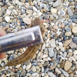 久しぶりのキス