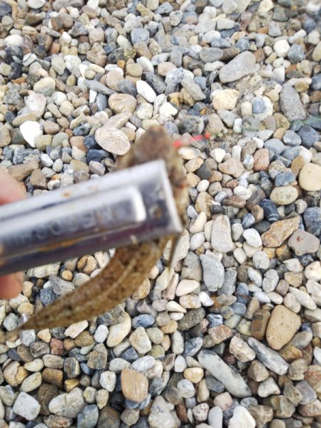 久しぶりのキス