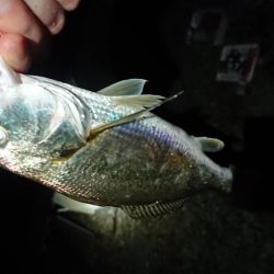 グーグーイシモチ