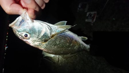 グーグーイシモチ