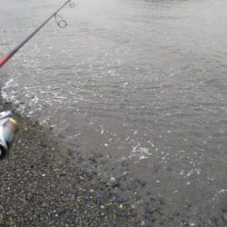カミナリイカが釣れ…てました