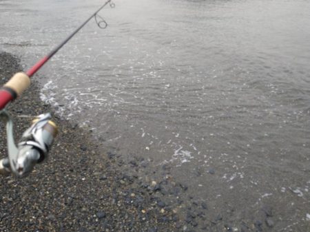 カミナリイカが釣れ…てました