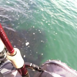 サーフフラット狙いでシーバスGET