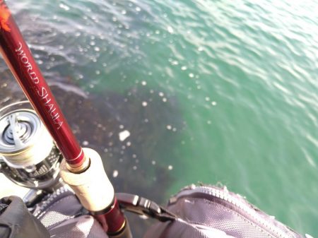 サーフフラット狙いでシーバスGET