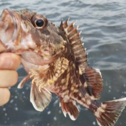 タコ2、ガシラ10