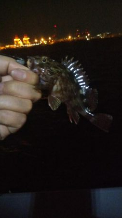 メバル1  ガシラ4