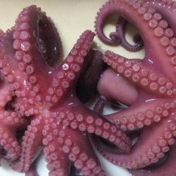 タコ1、ガシラ2、サバ2