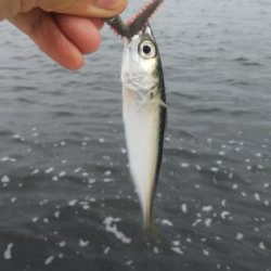 ガシラ12(～29.5cm!) 小サバ1