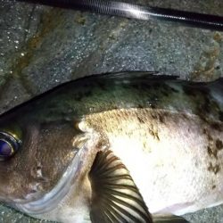 梅雨メバリング　外道のオンパレード