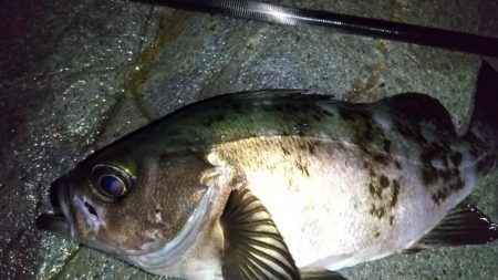 梅雨メバリング　外道のオンパレード