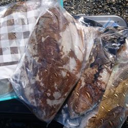 サーフでモンゴウ時合い