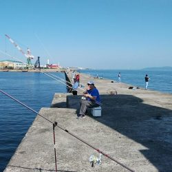 播磨新島のキス調査